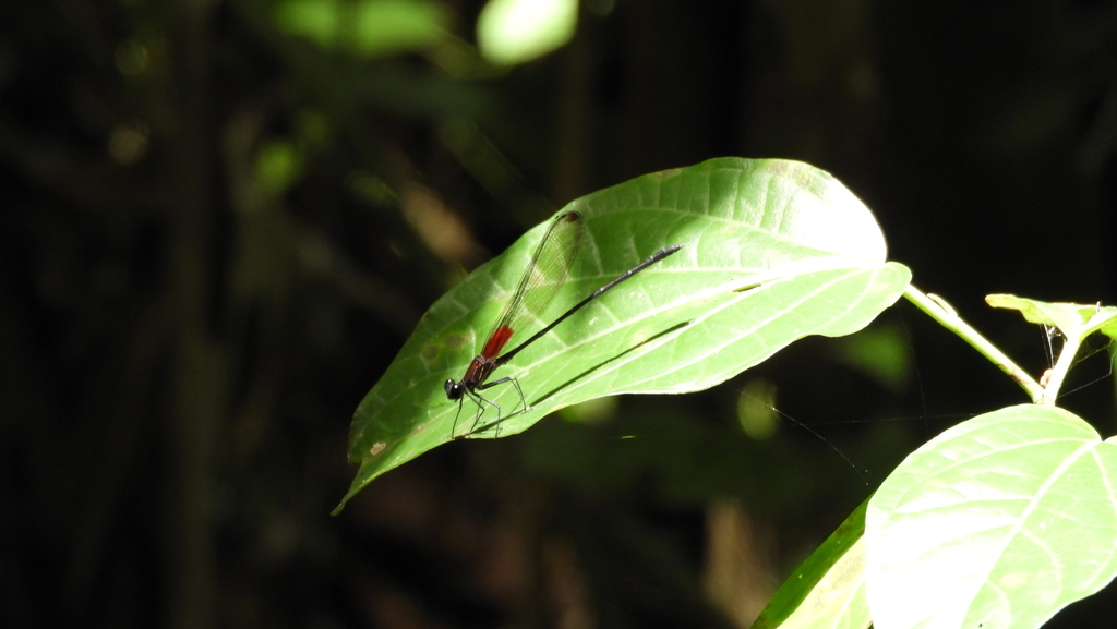 Forest Rubyspot