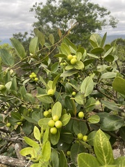 Acokanthera rotundata