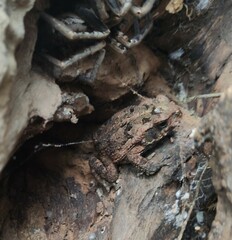 Rhinella horribilis