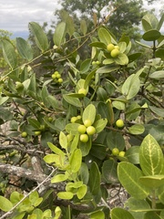 Acokanthera rotundata