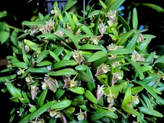 Dendrobium pachyphyllum