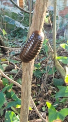 Sphaerotherium