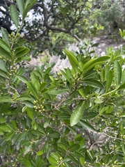 Erythroxylum emarginatum