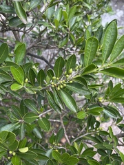 Erythroxylum emarginatum