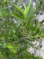Erythroxylum emarginatum