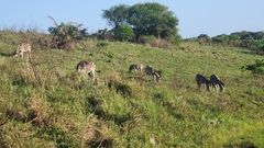 Equus quagga