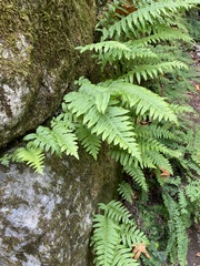 Polypodium californicum
