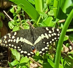 Papilio demodocus demodocus