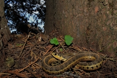 Thamnophis scalaris