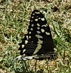 Papilio demodocus demodocus