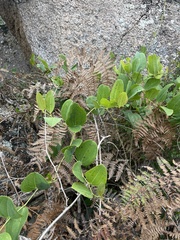 Smilax anceps