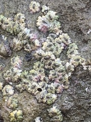 Balanomorpha