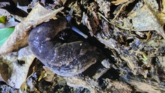 Urocyclus kirkii
