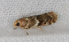 Ephestiopsis oenobarella