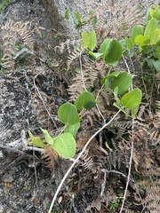 Smilax anceps