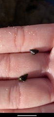 Littorina subrotundata