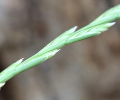 Lolium rigidum