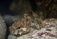 Hemilepidotus spinosus