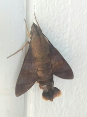 Macroglossum divergens