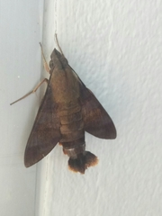 Macroglossum divergens