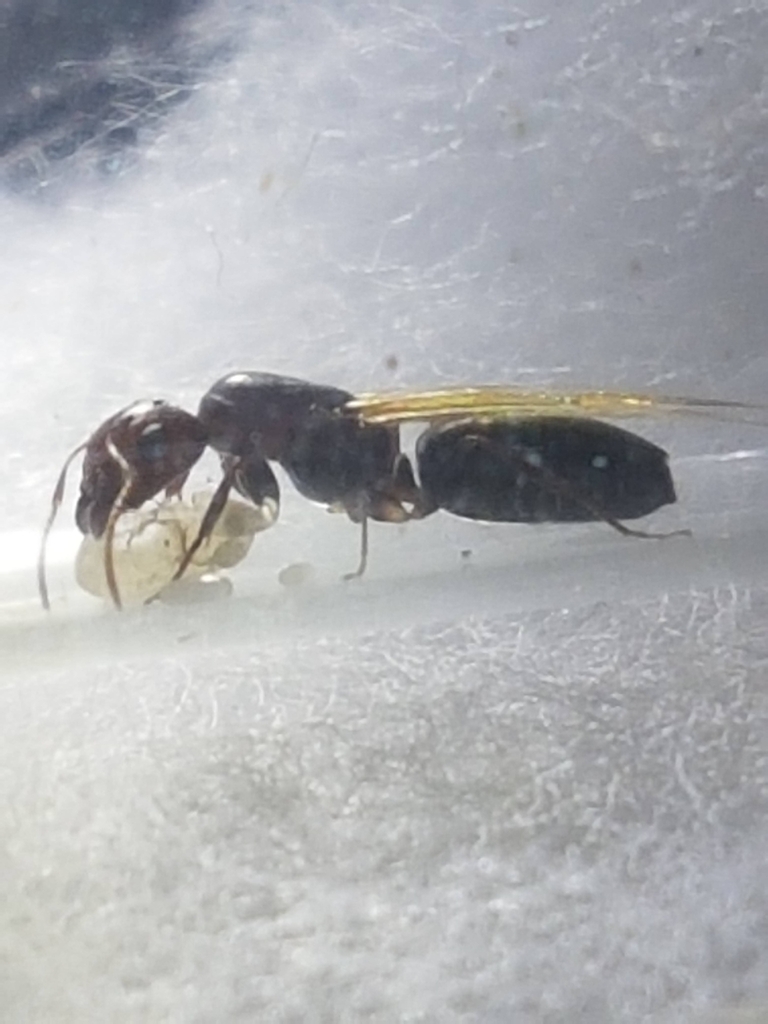 Camponotus indeflexus