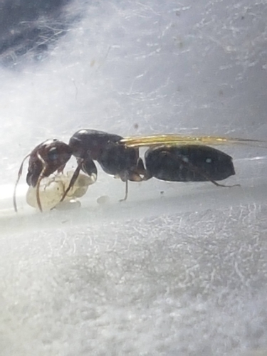 Camponotus indeflexusCamponotus indeflexus