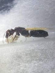 Camponotus indeflexus