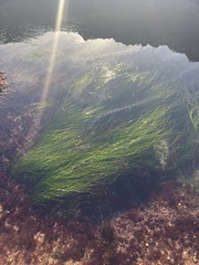 Phyllospadix torreyi