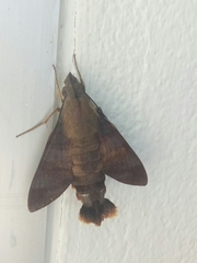 Macroglossum divergens