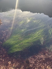 Phyllospadix torreyi