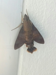 Macroglossum divergens