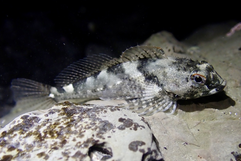 Tidepool Sculpin (Nearshore Fish of Vashon-Maury Island) · iNaturalist