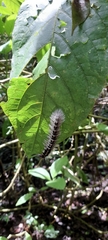 Dasychira meridionalis