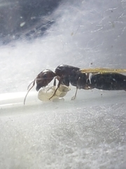 Camponotus indeflexus