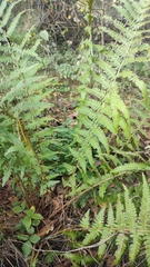 Dryopteris filix-mas