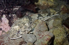Leptocottus armatus
