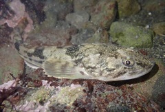 Leptocottus armatus