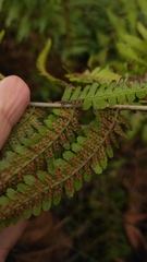 Dryopteris filix-mas