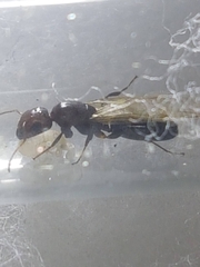Camponotus indeflexus