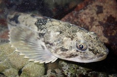 Leptocottus armatus