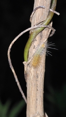 Rhodogastria similis