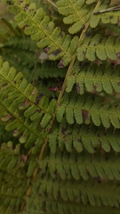 Dryopteris filix-mas
