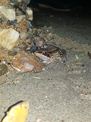 Leptodactylus insularum