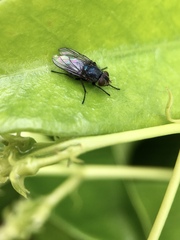 Calliphoridae
