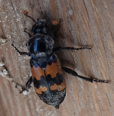 Nicrophorus marginatus
