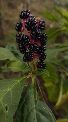 Phytolacca acinosa