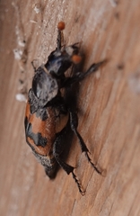 Nicrophorus marginatus