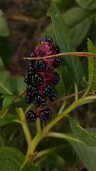 Phytolacca acinosa