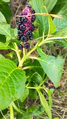Phytolacca acinosa
