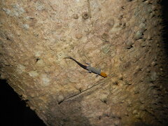 Gonatodes albogularis fuscus